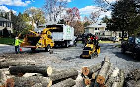 Professional Tree Removal and Landscaping Services in Long Creek, IL